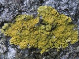 Caloplaca decipiens image
