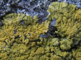 Caloplaca decipiens image