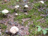 Cortinarius caperatus image