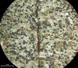 Micarea peliocarpa image