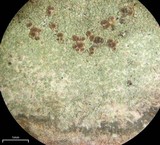Lecidea varians image