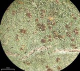 Lecidea varians image