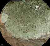 Lecidea varians image