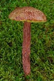 Frostiella russellii image