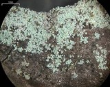 Lepraria caesiella image
