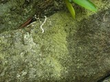 Ramalina intermedia image