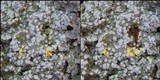 Pertusaria amara f. amara image