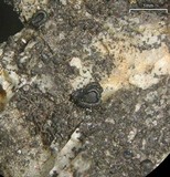 Sarcogyne similis image