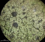 Rhizocarpon hochstetteri image