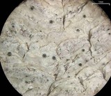 Julella fallaciosa image