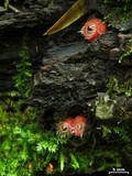 Microstoma floccosum image