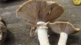 Stropharia hardii image