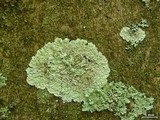 Lepraria normandinoides image