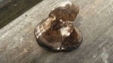 Meripilus sumstinei image