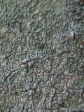 Pertusaria leioplaca image