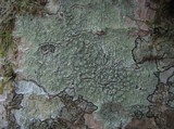 Pertusaria leioplaca image