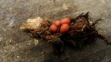 Lycogala epidendrum image