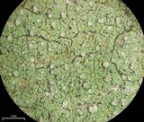 Image of Scoliciosporum pruinosum