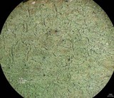 Scoliciosporum pruinosum image