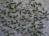 Arthonia atra image