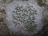 Arthonia atra image