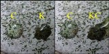 Arthonia atra image