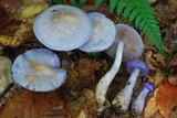 Cortinarius iodes image