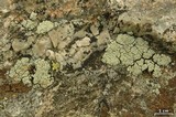 Rhizoplaca subdiscrepans image