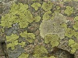 Dimelaena oreina image