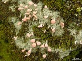 Dibaeis baeomyces image