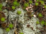Dibaeis baeomyces image