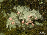 Dibaeis baeomyces image