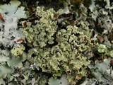 Usnocetraria oakesiana image