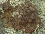 Acarospora fuscata image