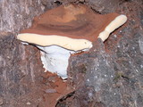 Ganoderma polychromum image