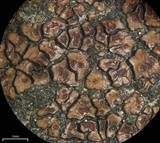 Acarospora fuscata image