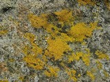 Candelariella vitellina image