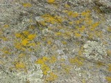Candelariella vitellina image