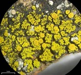 Candelariella vitellina image