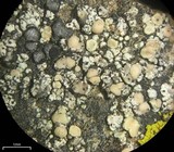 Lecanora polytropa image