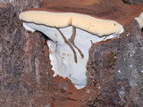 Ganoderma polychromum image