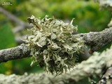 Ramalina americana image
