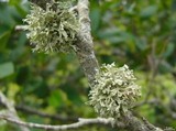 Ramalina americana image