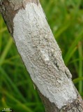 Lecanora caesiorubella image