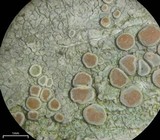 Lecanora caesiorubella image