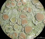 Lecanora caesiorubella image