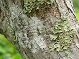 Usnocetraria oakesiana image