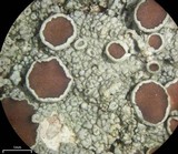 Lecanora rugosella image