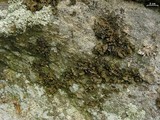 Lasallia pensylvanica image