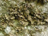 Lasallia pensylvanica image